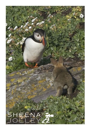 Atlantic Puffins  colonial nesters  burrows   grassy cliffs  Skellig Michael   Kerry coast   Ireland   share  burrows  rabbit   young   naturally inquisitive   curiosty  prey animals  chase  Photograph Paws not Claws.jpg Paws not Claws.jpg Paws not Claws.jpg Paws not Claws.jpg
